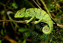 Oustalet's chameleon {Furcifer oustaleti} Madagascar