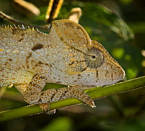 Oustalet's chameleon {Furcifer oustaleti} head profile, Madagascar