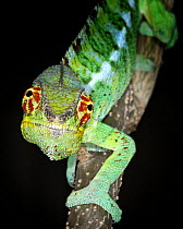 Panther chameleon {Furcifer paradalis} portrait, captive, Madagascar
