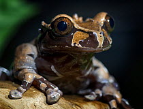 Spiny headed treefrog {Anotheca spinosa} captive, occurs Costa Rica, Honduras, Mexico, Panama