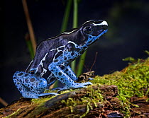 Dyeing poison arrow dart frog {Dendrobates tinctorius} captive, South America; 'poison' used by some indigenous peoples on young parrots' skin to discolour growing feathers