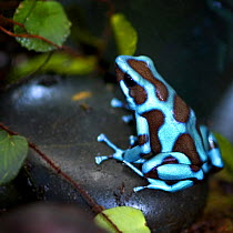 Blue and black poison dart frog / Green poison arrow frog {Dendrobates auratus} captive occurs Central and South America