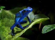 Cobalt blue poison dart frog {Dendrobates azureus} captive, Surinam, South America