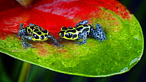 Two Poison dart frogs {Dendrobates imitator} perching on leaf, captive, Peru