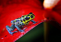 Poison dart frog {Dendrobates imitator} captive, Peru