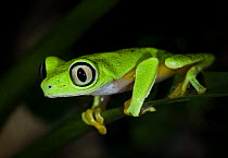 Lemur leaf frog {Hylomantis lemur} captive occurs Costa Rica and Panama