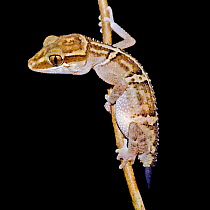 Gecko {Paroedura stumphi} Comoro Island, Madagascar