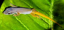 Dull day gecko {Phelsuma dubia} resting on leaf, Madagascar