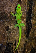 Madagascar giant day gecko {Phelsuma madagascariensis grandi} resting on tree trunk, Madagascar