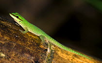 Seipps day gecko {Phelsuma seippi} Madagascar