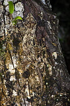 New caledonia bumpy gecko / Gargoyle gecko {Rhacodactylus auriculatus} camouflaged against tree trunk, New Caledonia