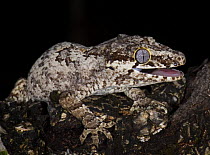 New Caledonia bumpy gecko / Gargoyle gecko {Rhacodactylus auriculatus} New Caledonia