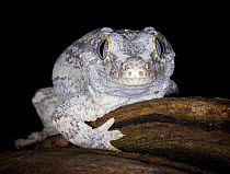 New caledonia bumpy gecko / Gargoyle gecko {Rhacodactylus auriculatus} portrait, New caledonia