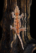 New caledonia bumpy gecko / Gargoyle gecko~{Rhacodactylus auriculatus} on tree trunk, New Caledonia