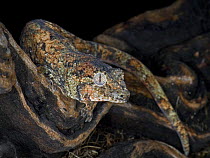 Mossy gecko {Rhacodactylus chahoua} captive, New Caledonia