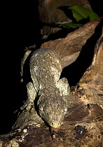 New caledonian giant gecko / Leach's giant gecko {Rhacodactylus leachianus} New Caledonia