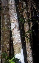 Frilled leaf tailed gecko / Henkel's leaf tailed gecko {Uroplatus henkeli} camouflaged on tree trunk, Madagascar
