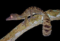 Frilled leaf tailed gecko / Henkel's leaf tailed gecko {Uroplatus henkeli} Madagascar