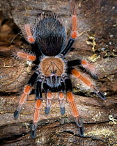 Mexican red leg tarantula {Brachypelma emilia} captive, Mexico