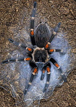 Mexican red-knee tarantula {Brachypelma smithi} captive, Mexico