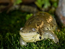 Tiger Salamander {Ambystoma tigrinum} portrait, USA