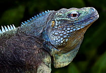 Cayman blue rock iguana {Cyclura nubila lewisi} Grand Cayman, Caribbean