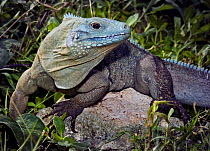 Cayman blue rock iguana {Cyclura nubila lewisi} Grand Cayman, Caribbean