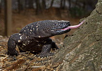 Guatamelan Beaded Lizard {Heloderma horridum charlesbogerti} captive, Guatemala
