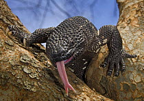 Guatamelan Beaded Lizard {Heloderma horridum charlesbogerti} flicking fork tongue, captive, Guatemala