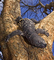 Guatamelan Beaded Lizard {Heloderma horridum charlesbogerti} portrait in tree, Guatemala