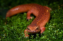 Red Salamander {Psuedotriton ruber} portrait, captive, Eastern USA