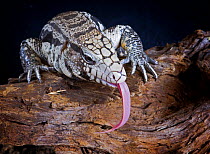 Argentinian black and white Tegu {Tupinambis merianae} tasting with tongue, captive occurs East and Central S. America