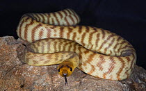 Woma Python {Aspidites ramsayi} captive, Australia