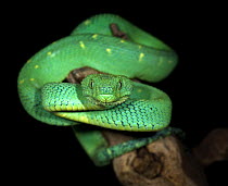 Green bush viper {Atheris chloroechis} captive,  occurs western Africa
