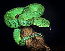 Green bush viper {Atheris chlorechis} captive, occurs western Africa
