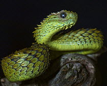 Hairy bush viper snake {Atheris hispidus} captive occurs eastern Africa