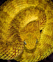Variable / African bush viper snake {Atheris squamiger} captive, occurs equatorial Africa