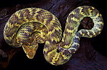 Variable bush viper snake {Atheris squamigera} captive, occurs equatorial Africa