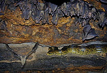 African rock python {Python sabae} snake hunting Egyptian Fruit Bats, in cave, Uganda