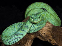 Guatemalan palm pit viper snake {Bothriechis bicolor} portrait, captive, Guatemala