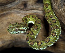 Palm Viper snake {Bothreichis supraciliaris} captive, Central America