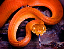 Amazon tree boa snake {Corallus hortulanus} portrait with tongue extended, captive, South America
