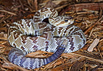 Black tailed rattlesnake {Crotalus molossus} captive snake; occurs south western USA, Mexico, San Esteban and Tiburon Islands