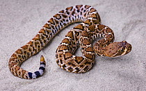 Red diamond rattlesnake {Crotalus ruber} captive snake; occurs south western USA