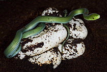 Eastern green mamba snake {Dendroaspis angusticeps} captive, Eastern Africa