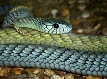 Western green mamba snake {Dendroaspis viridis} captive, Eastern Africa