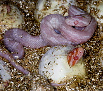 Young Corn snakes {Elaphe guttata} hatching from eggs, captive, occurs south eastern USA