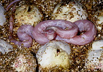 Corn snake {Elaphe guttata} newly hatched, captive,  occurs south eastern USA