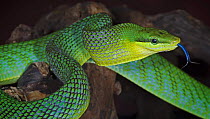 Red tailed green rat snake {Gonyosoma oxycephalum} captive, South eastern Asia