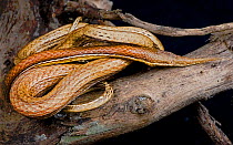 Madagascar Leaf nosed snake {Langaha nasuta madagascariensis} Madagascar